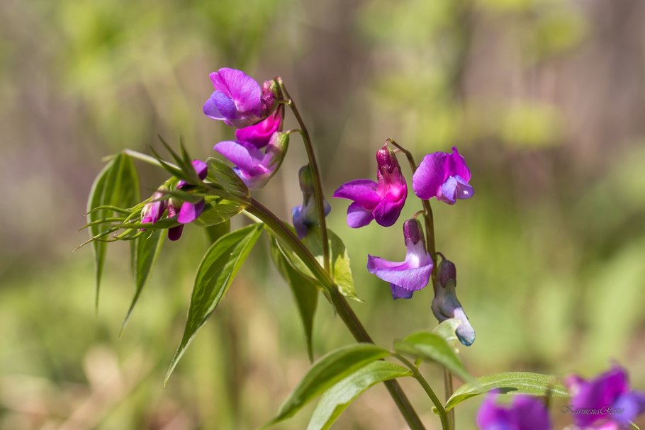Сочевичник весенний Алба