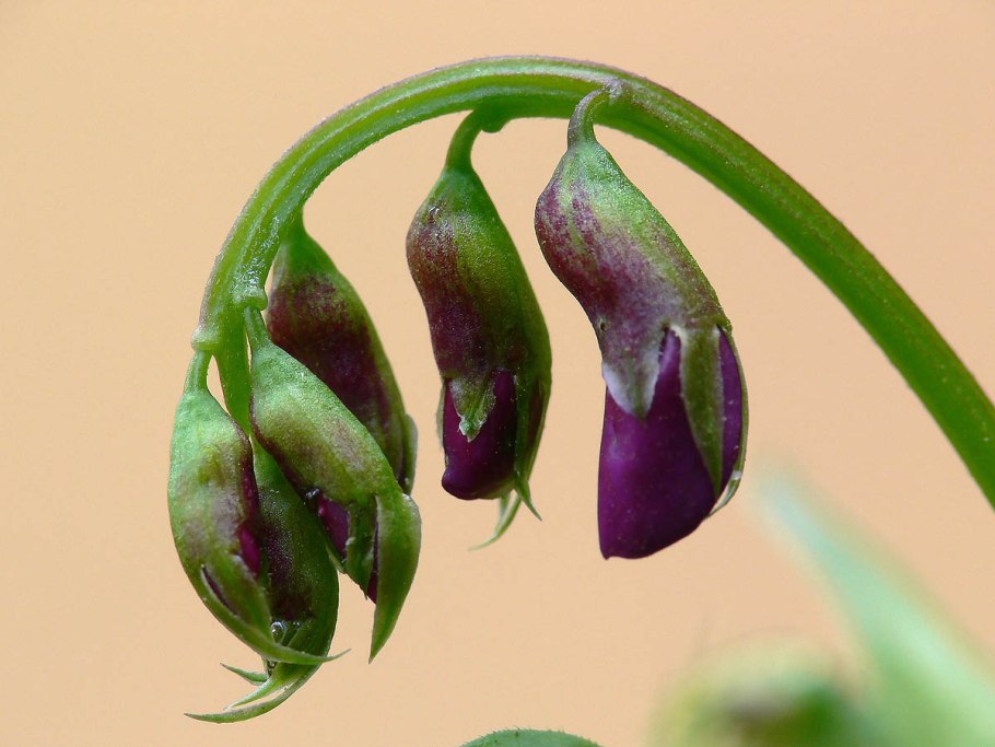 Чина Весенняя сочевичник плоды
