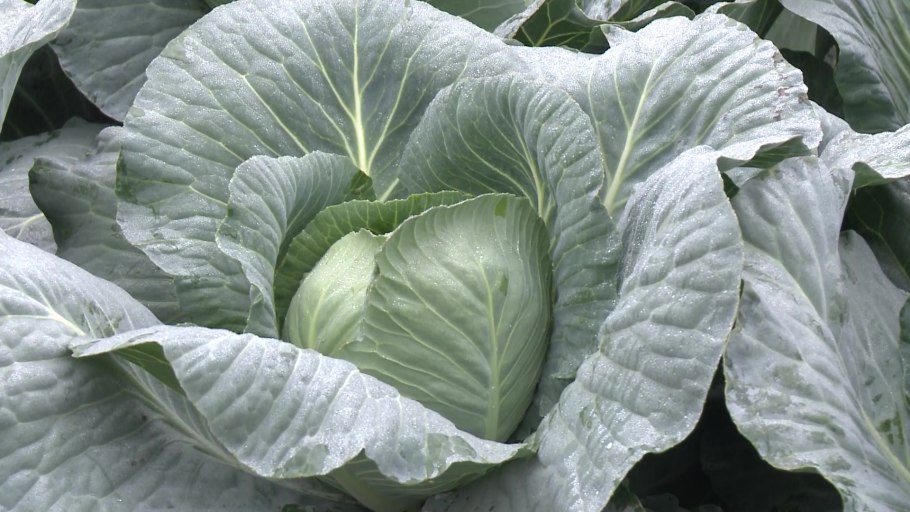 Капуста Копенгаген