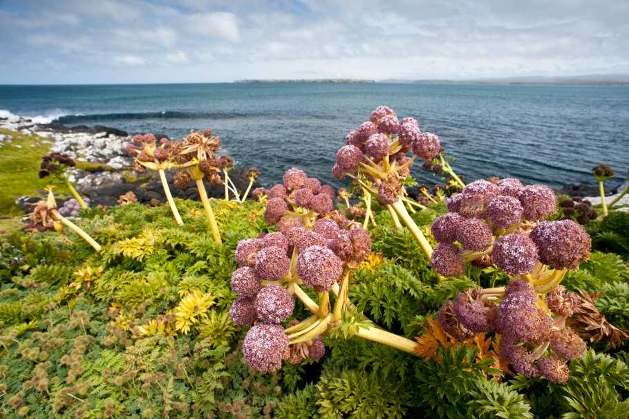 Кергеленская капуста Pringlea antiscorbutica