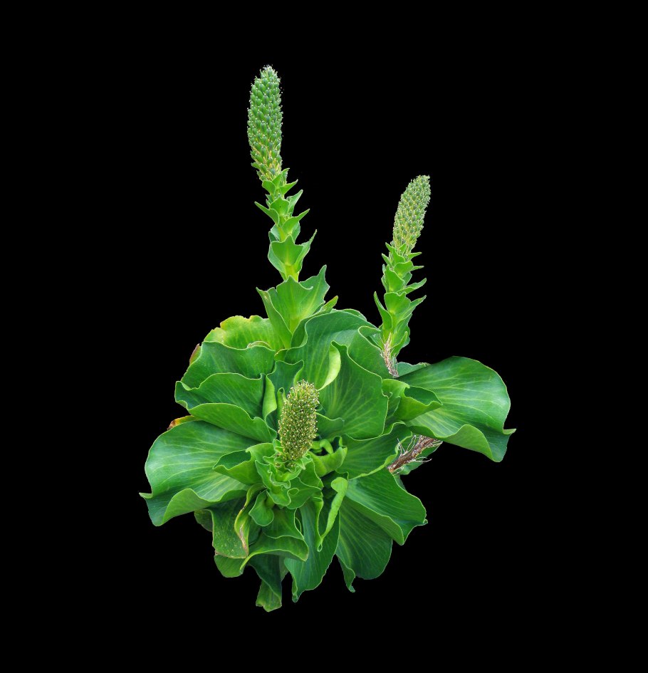 Pringlea antiscorbutica