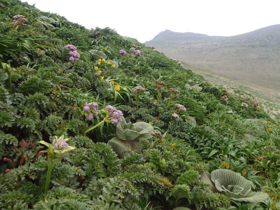 Кергеленская капуста в Антарктиде