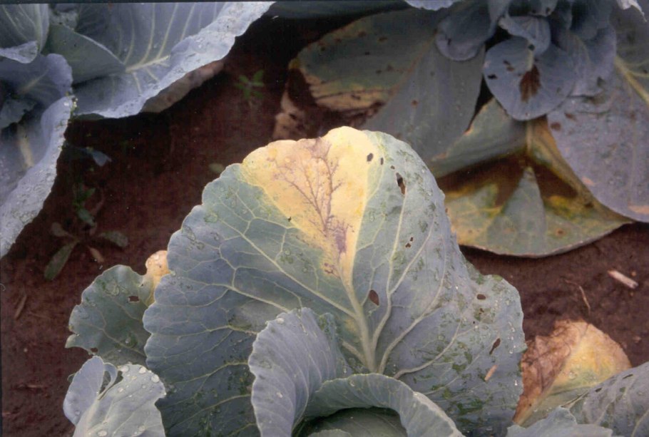 Сосудистый бактериоз капусты