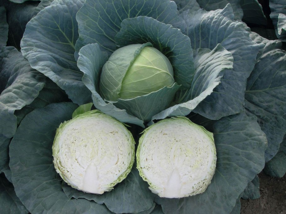 Артост f1 капуста белокочанная