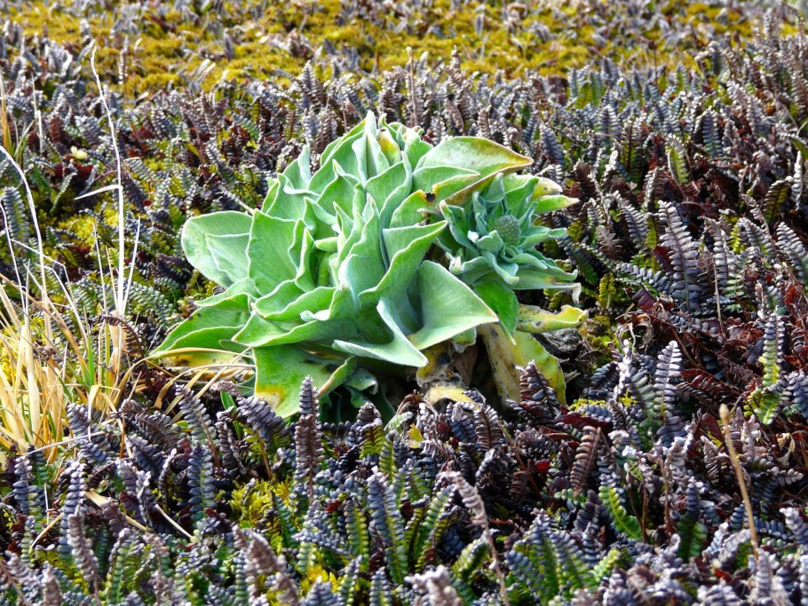 Кергеленская капуста в Антарктиде