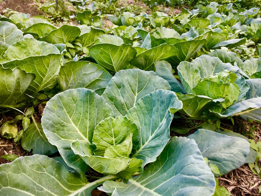 Капуста черная Brassica nigra