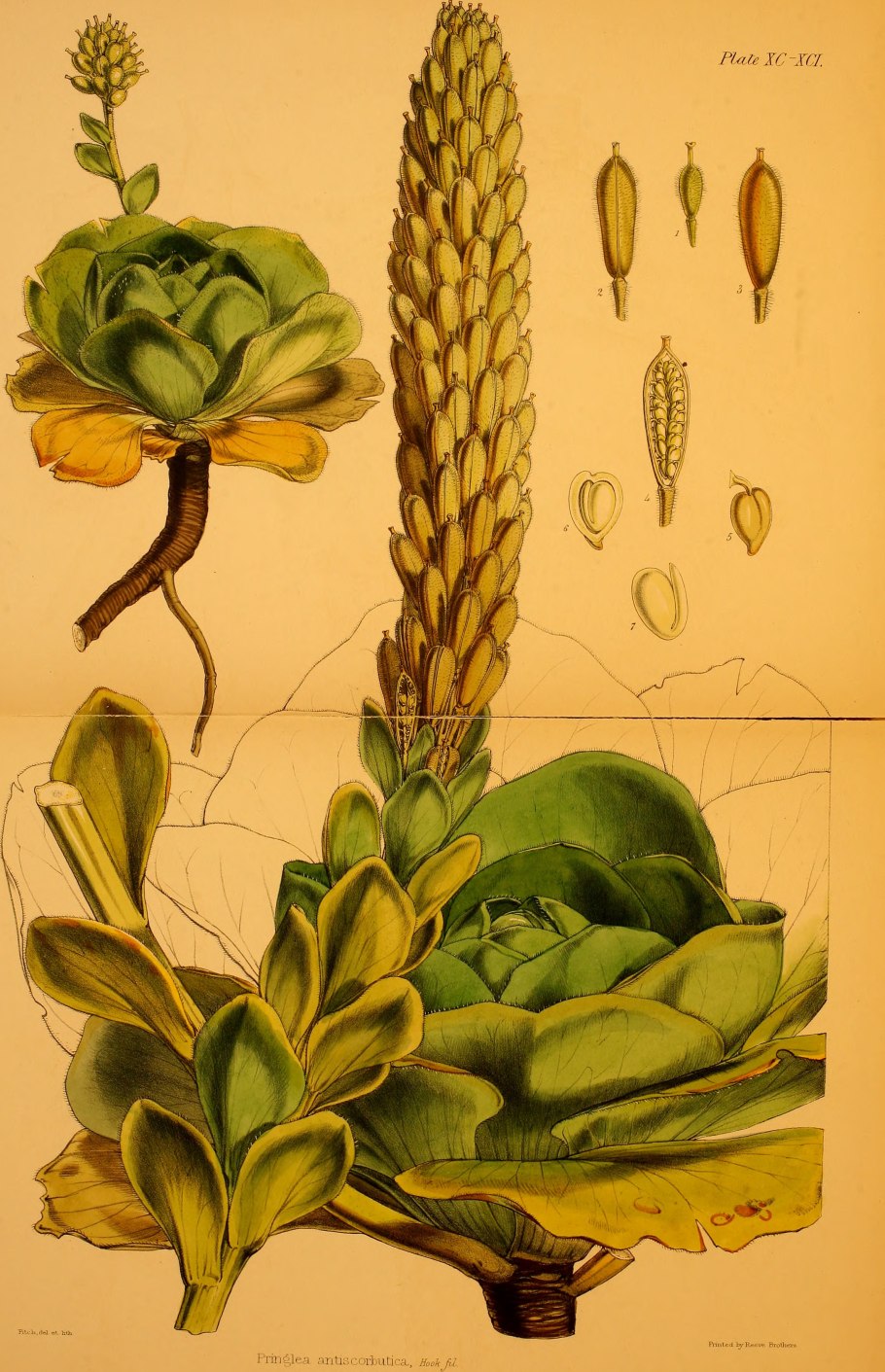 Pringlea antiscorbutica