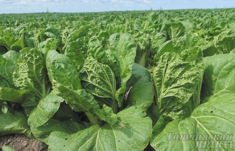 Кергеленская капуста корневище