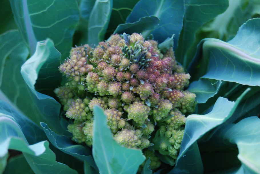 Капуста савойская Золотая