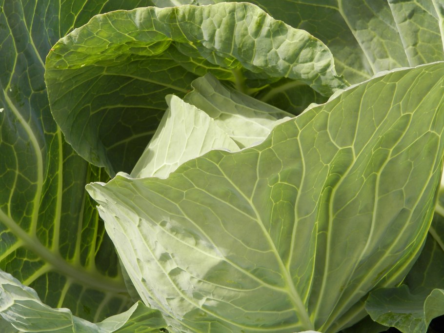Капуста Кейл