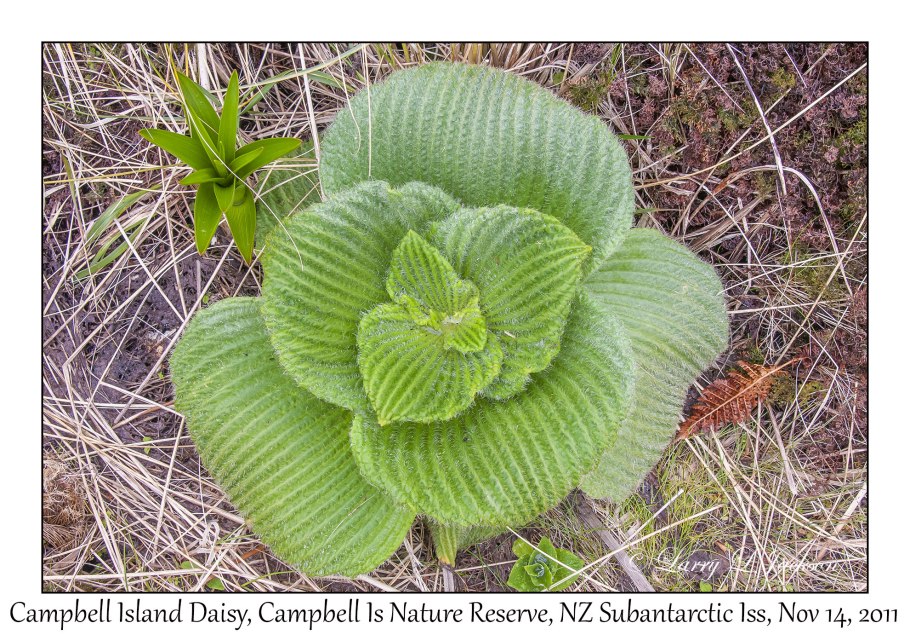 Pringlea antiscorbutica