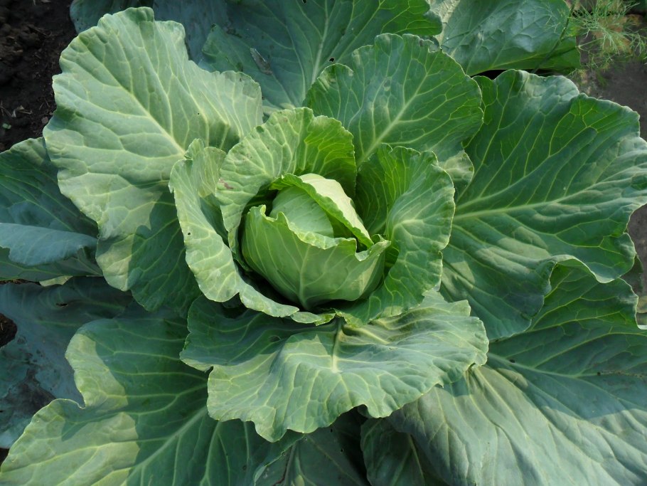 Семена капуста белокочанная "зимовка 1474" 0,5 г "Кольчуга"