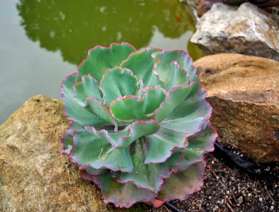 Кергеленская капуста в Антарктиде