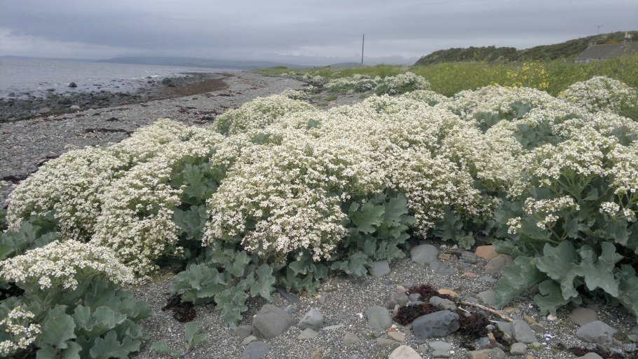 Crambe maritima