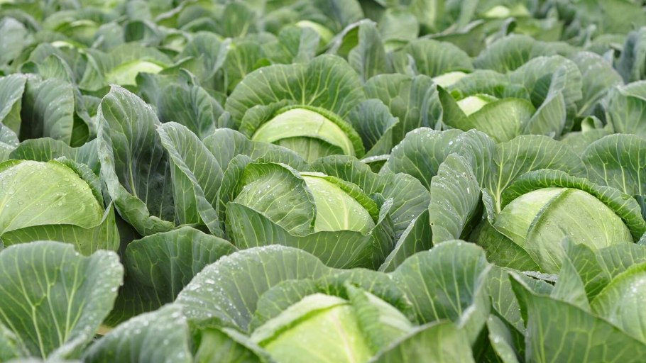 Капуста яхромский