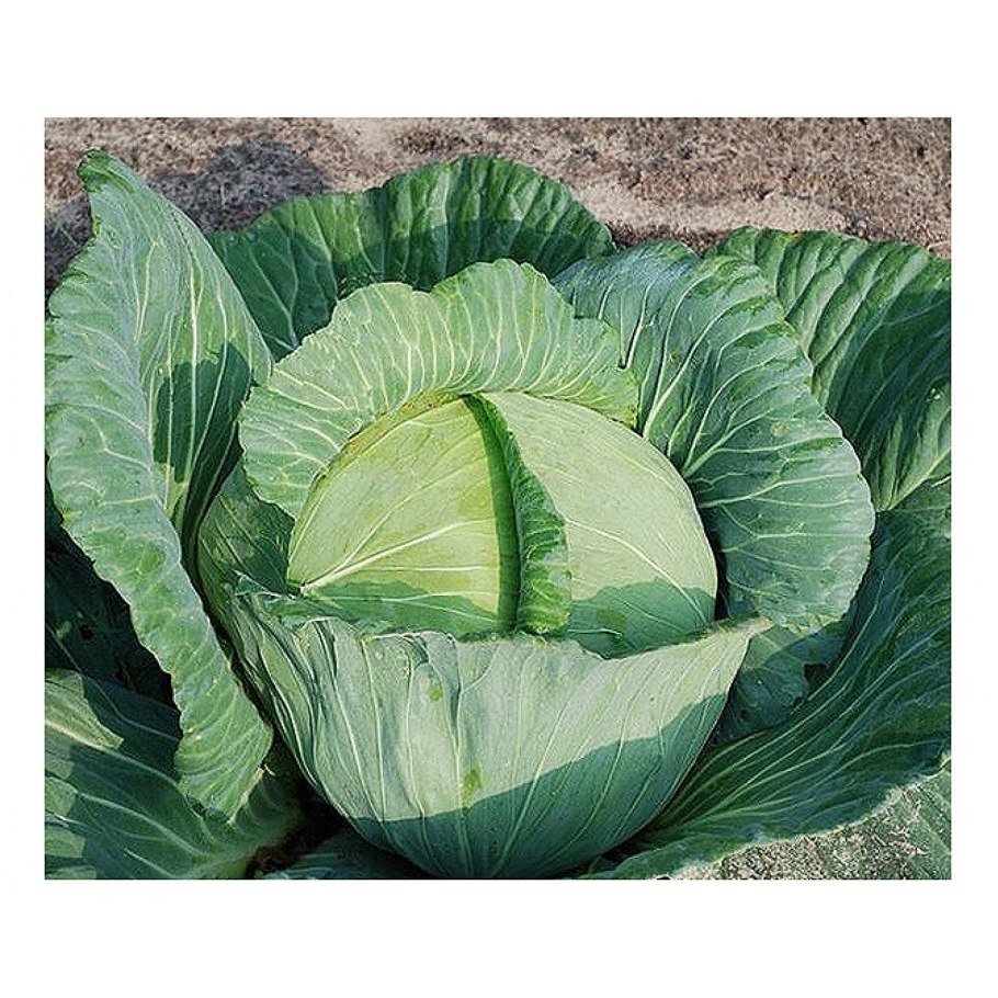 Капуста белокочанная агрессор f1