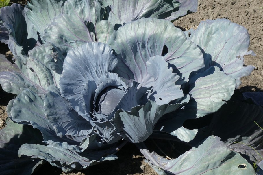 Капуста сорт