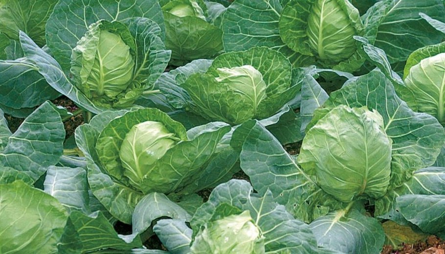 Капуста огородная