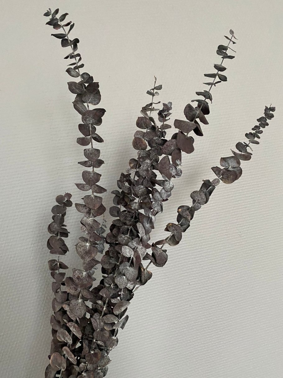 МУЧИБУРАХМОНИ эвкалипт