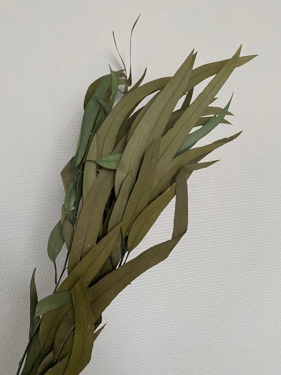 Австралийский эвкалипт Эфиопия