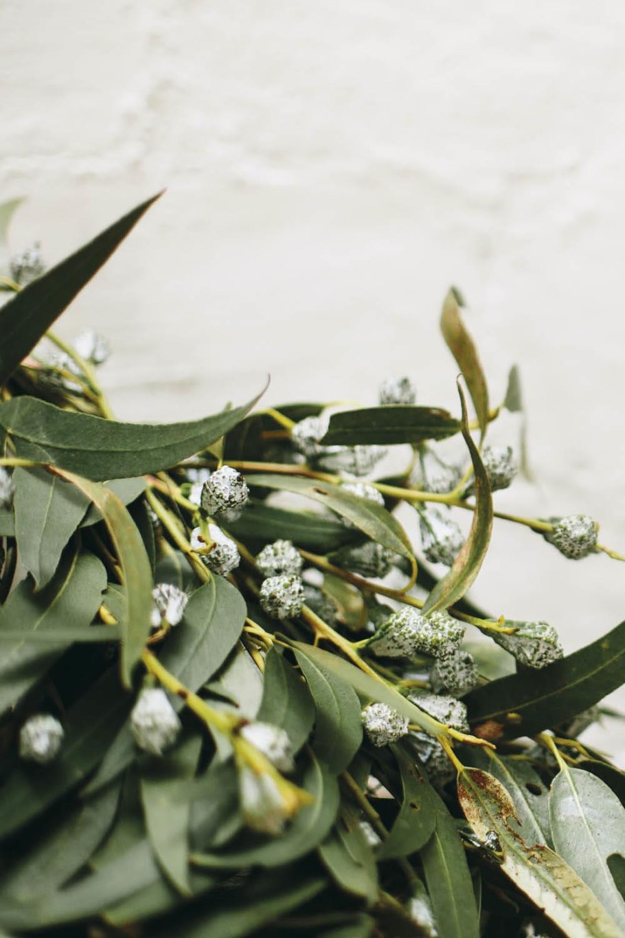 Эвкалипт gunnii Heavy XXL