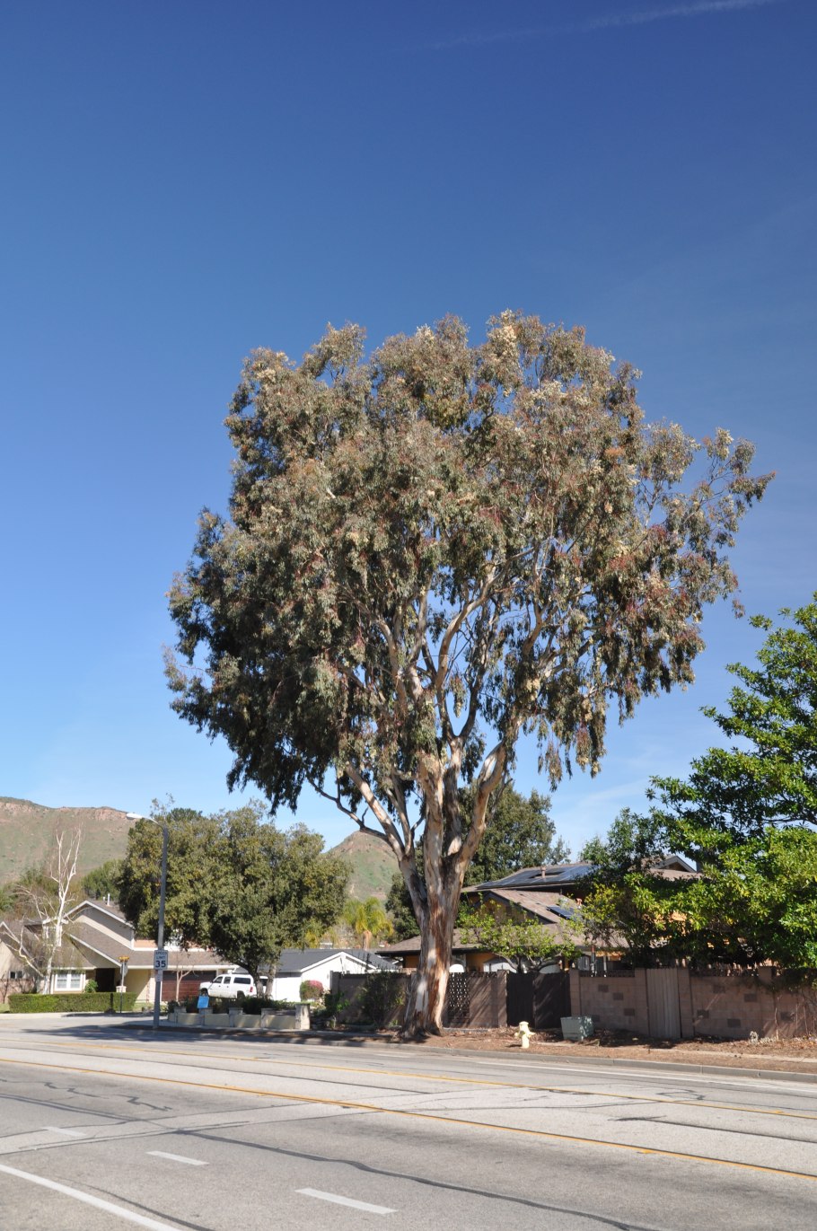 Эвкалипт МАКАРТУРА