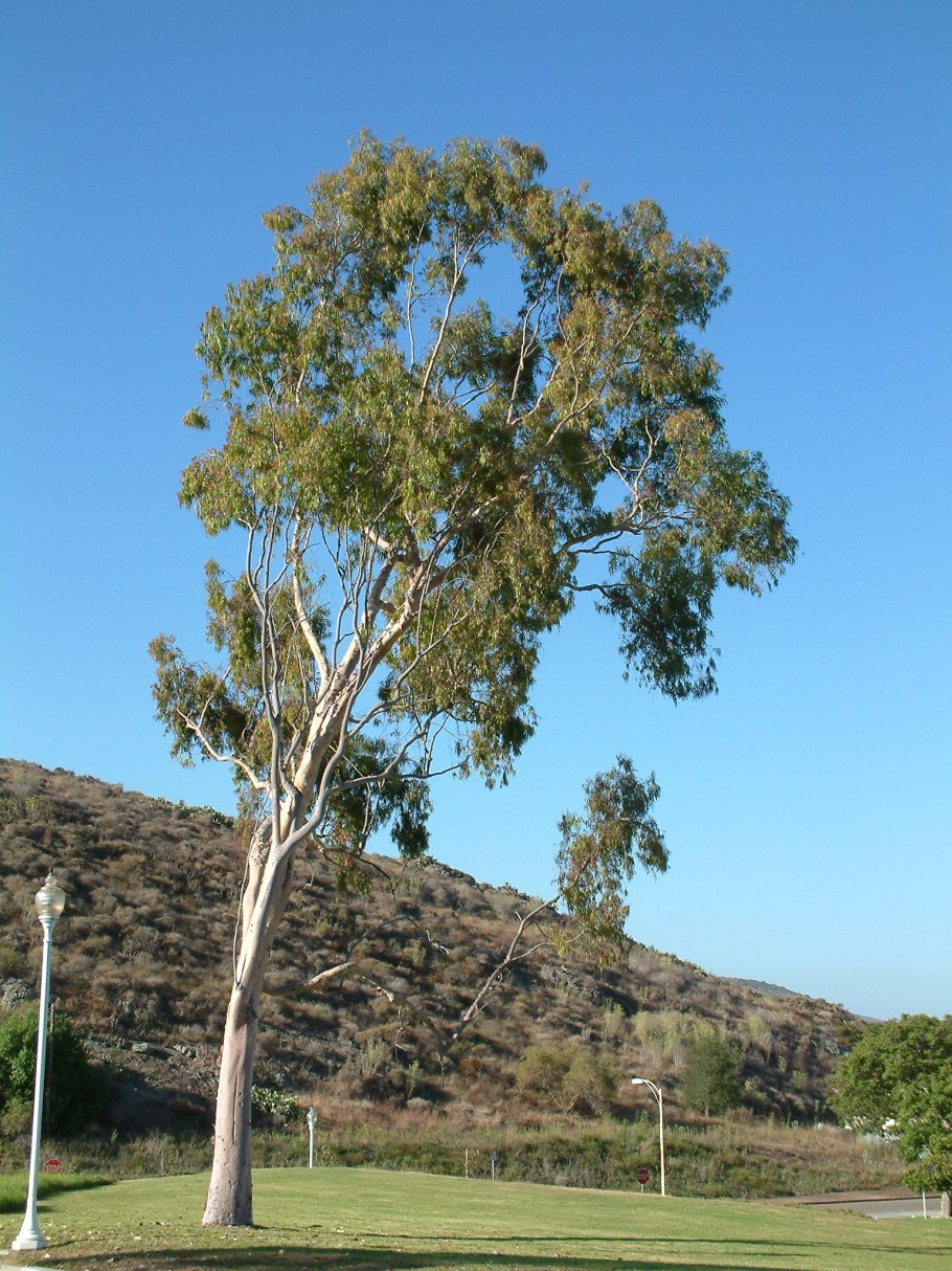 Corymbia citriodora