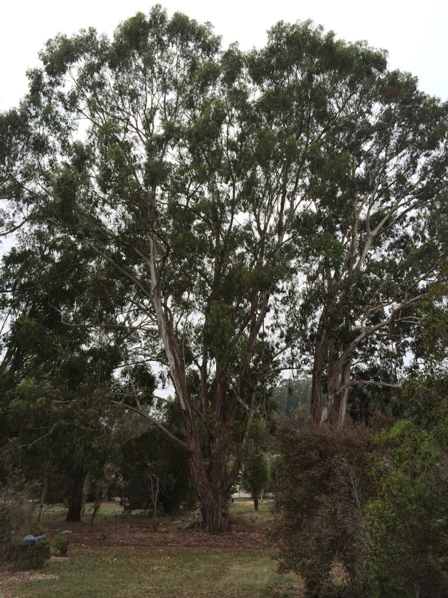 Eucalyptus obliqua