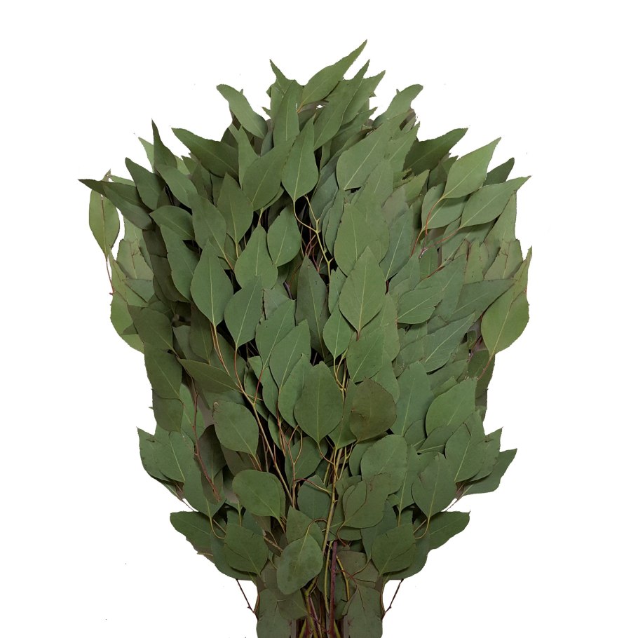 Эвкалипт Популюс Альба