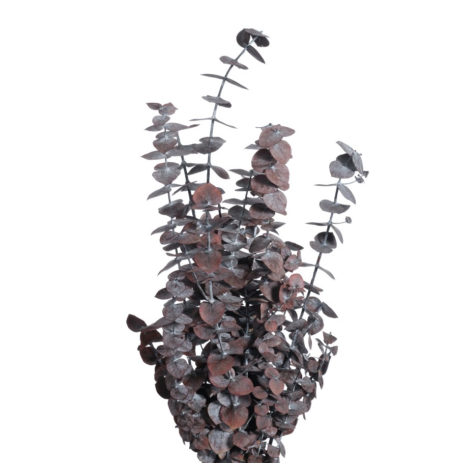 Эритрея дерево эвкалипты