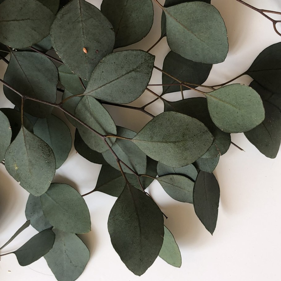 Популус эвкалипт