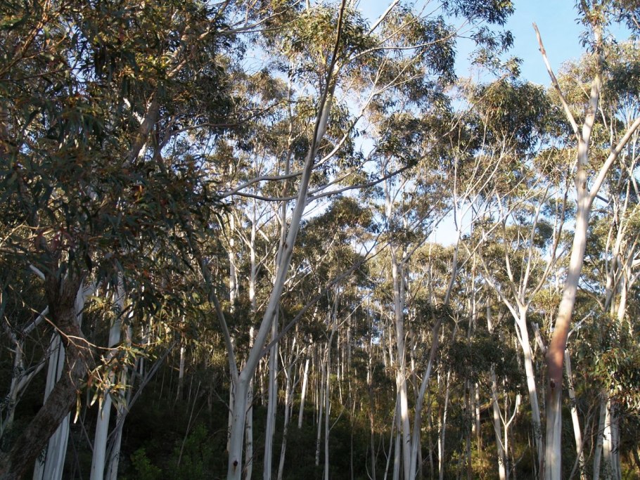 Eucalyptus marginata