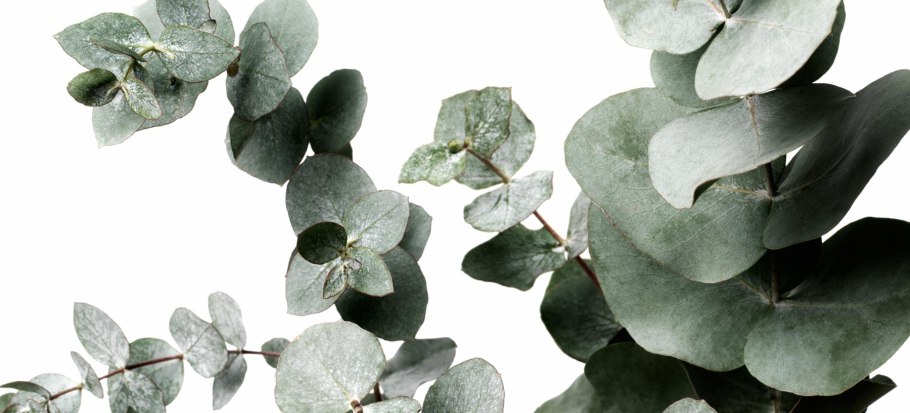 Эвкалипт бэби блю