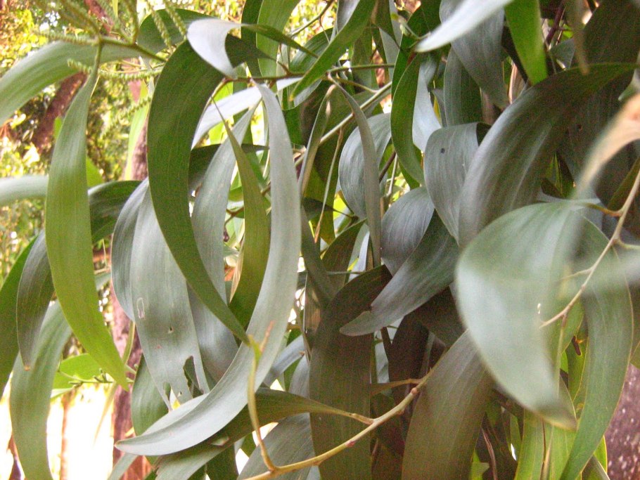 Eucalyptus Silver Dollar