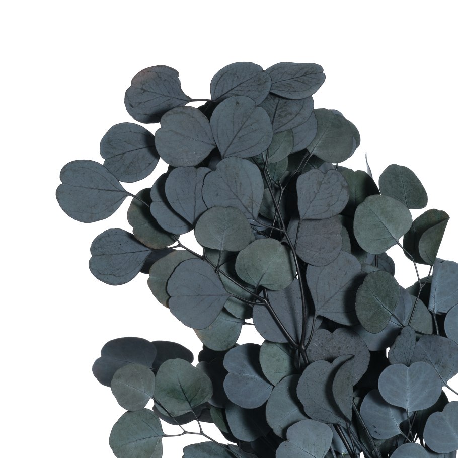 Эвкалипт мелколистовой