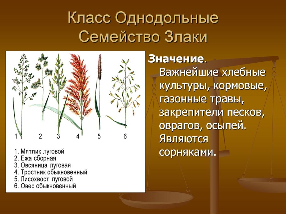 Класс Однодольные злаки