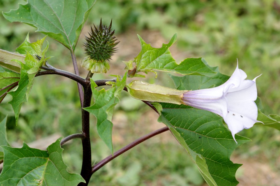 Quercus castaneifolia