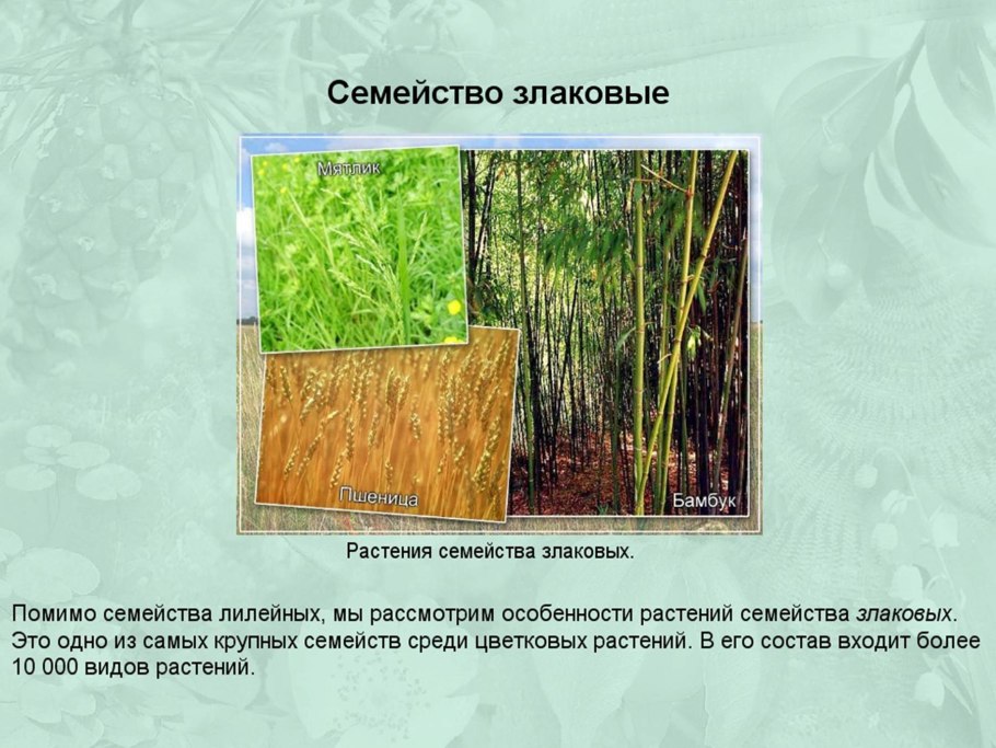 Семейство Лилейные семейство злаковые