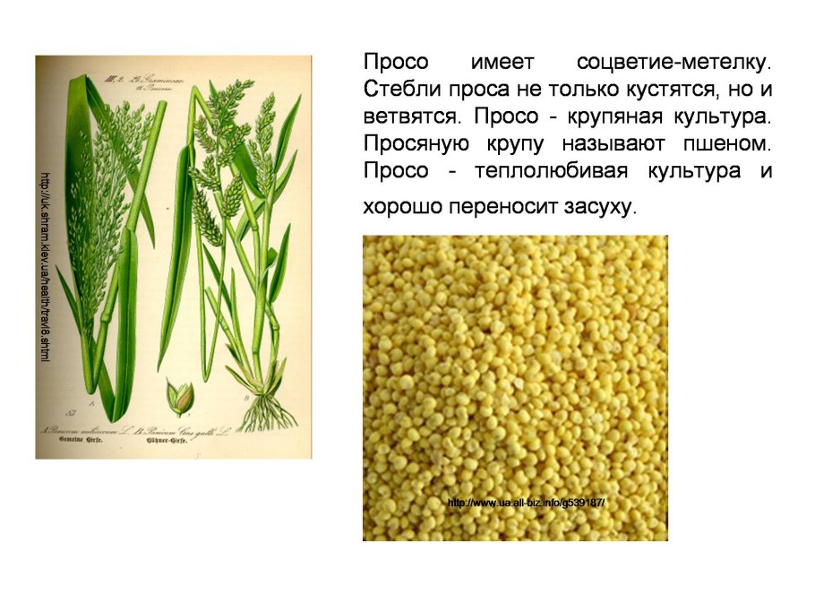 Формула семейства злаковых просо