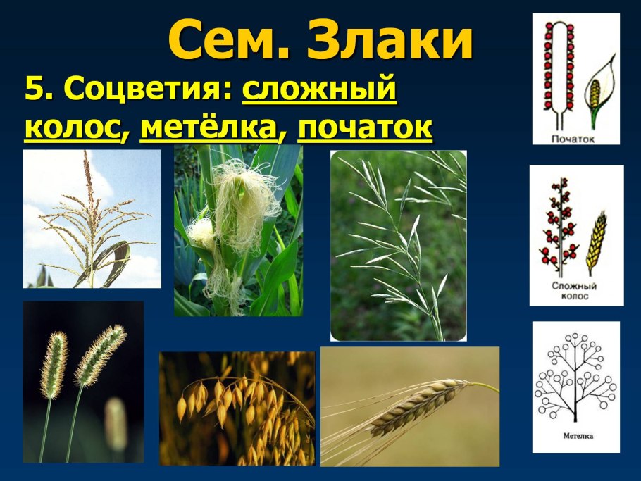 Соцветие семействе злаки кисти