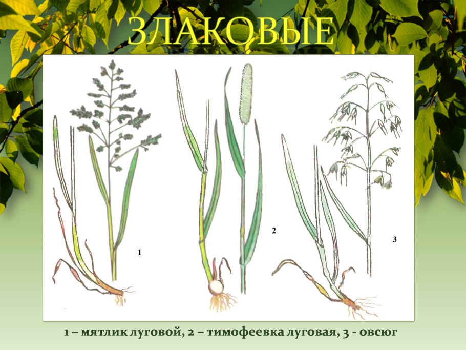 Мятлик Луговой двудольные