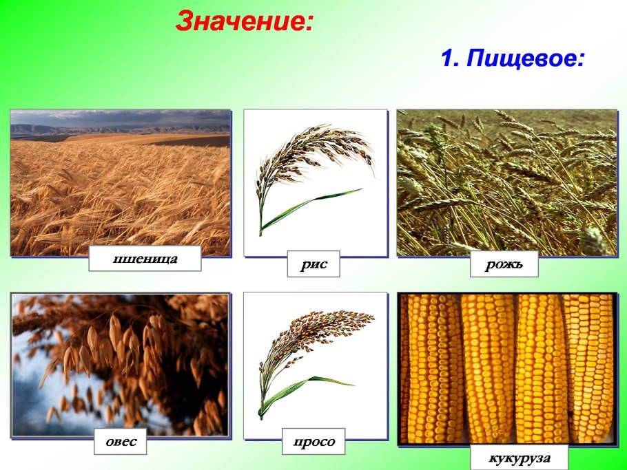 Семейство злаковые овсюг
