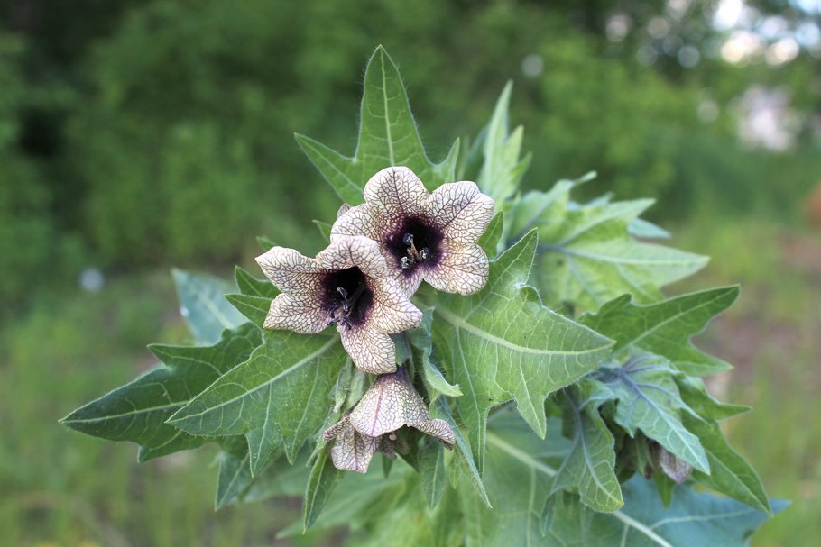 Льнянка обыкновенная Linaria vulgaris