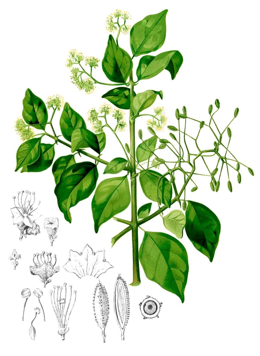 Arbutus unedo