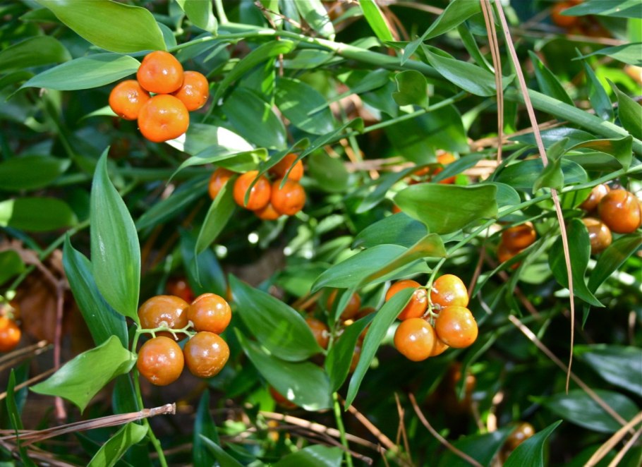 Питтоспорум Тобира (Pittosporum Tobira),