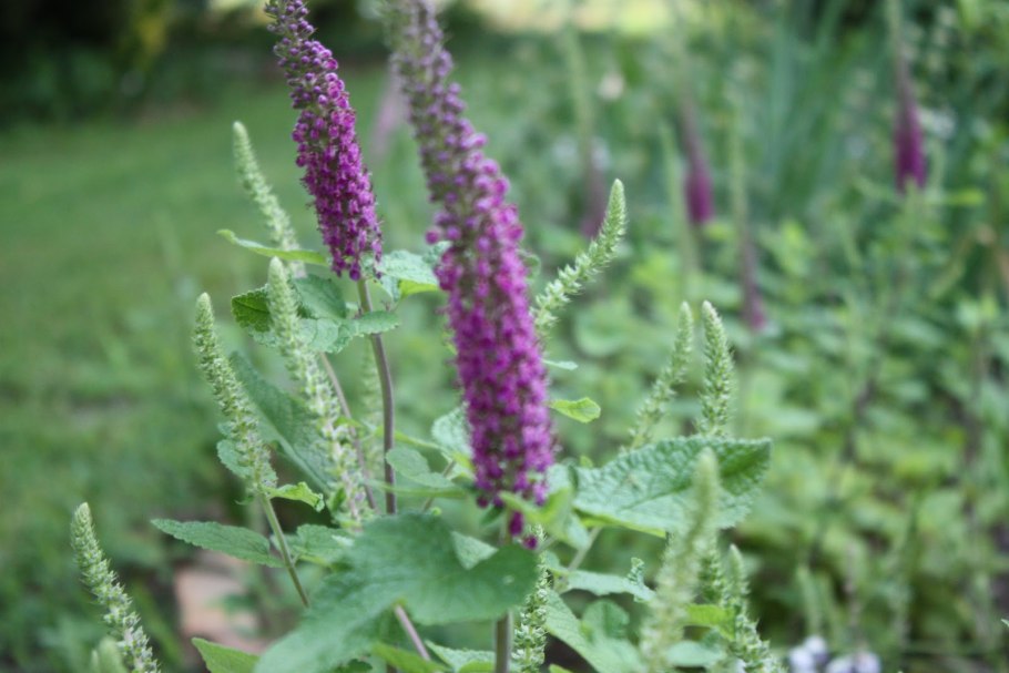 Veronica длиннолистная плод осень