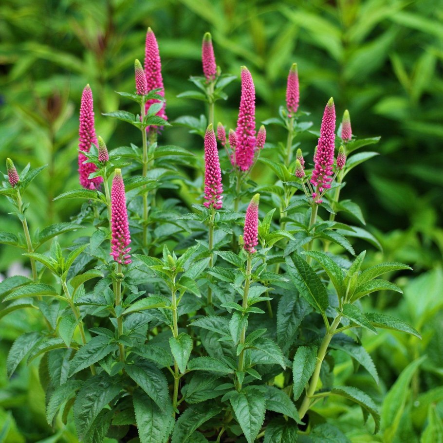 Полевые цветы Вероника длиннолистная