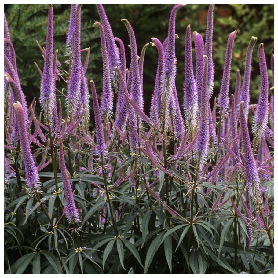 Вероника длиннолистная "Блю"