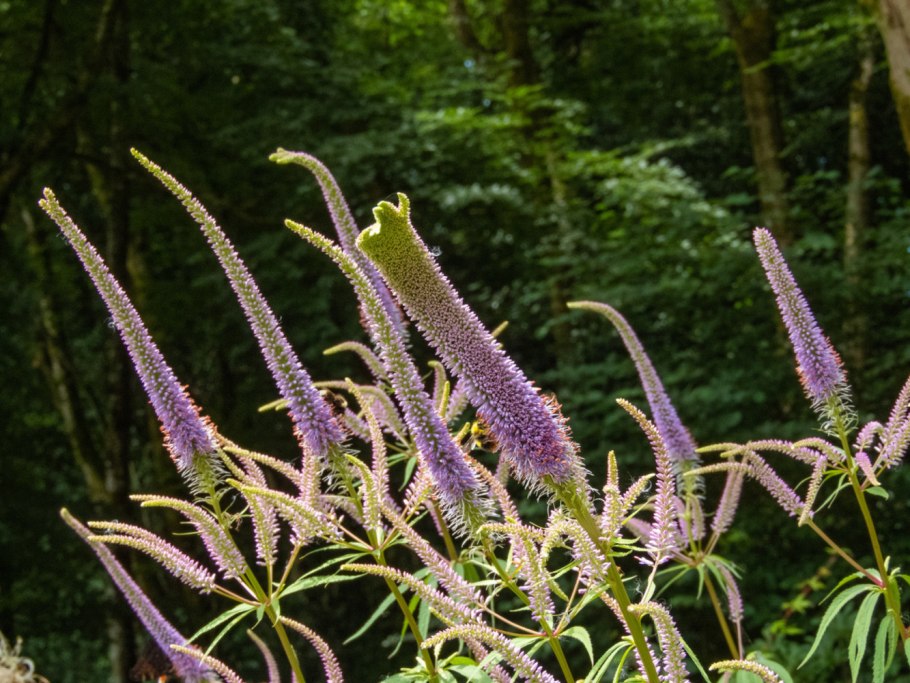 Вероника колосистая