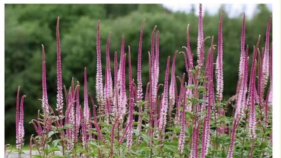 Брелок-пейджер Mongoose LS 9000d